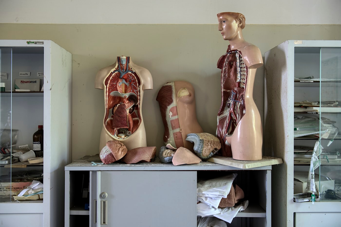 Anatomical torso models on a bench in a teaching room